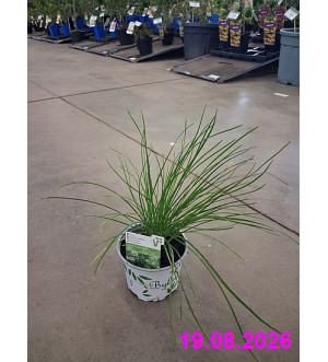 Koření Allium tuberosum 'Neko' P 12